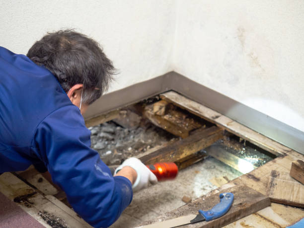 Best Mold Testing  in Jamestown, TN