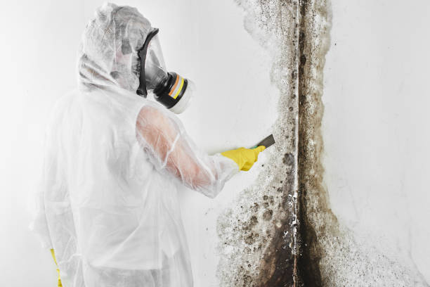 Best Residential Mold Removal  in Jamestown, TN