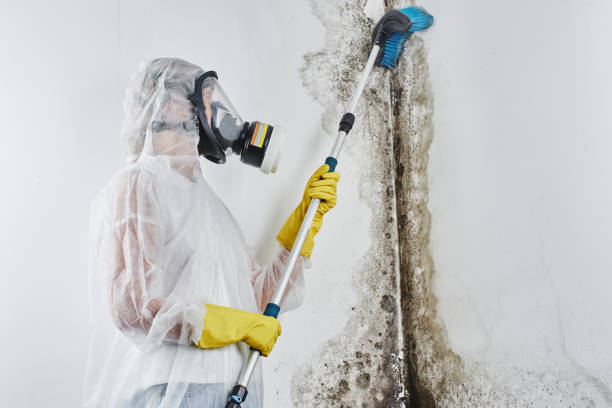 Best Fast Mold Removal  in Jamestown, TN