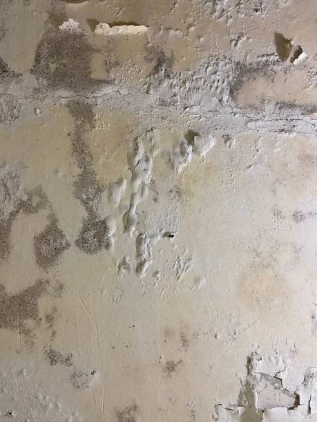 Best Professional Mold Removal  in Jamestown, TN