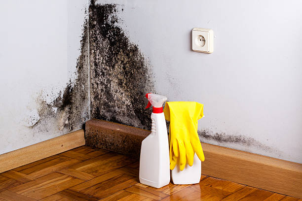 Jamestown, TN Mold Removal Company