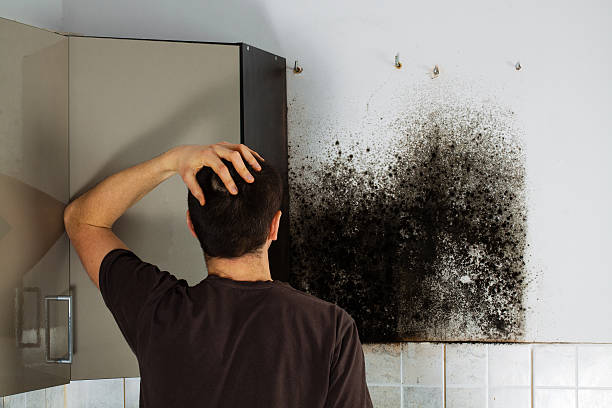 Best Certified Mold Removal  in Jamestown, TN