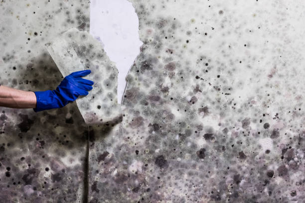 Best Fast Mold Removal  in Jamestown, TN