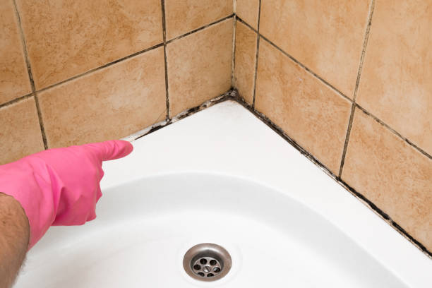  Jamestown, TN Mold Removal Pros